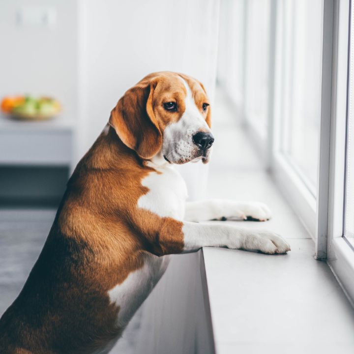 Trennungsstress beim Hund