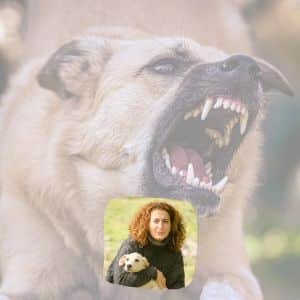 Aggression und Aggressionsverhalten bei Hunden
