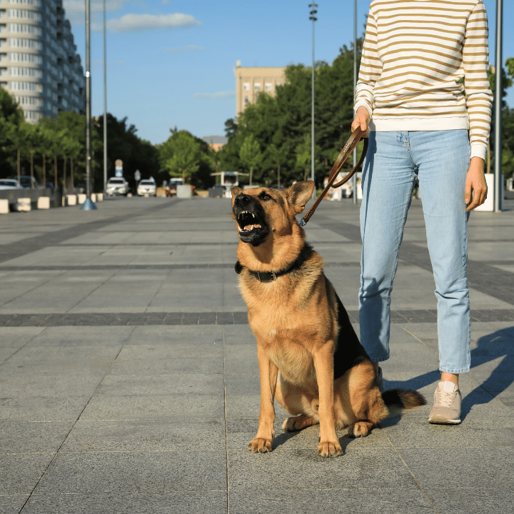 Webtalk: “Der reaktive Hund”