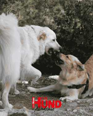 Live-Seminar “Hunde fair beobachten lernen” am 25.+ 26.10.2025 in Merching