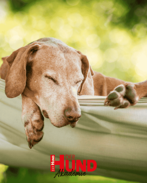 Webtalk »Mehr Entspannung für Mensch und Hund«