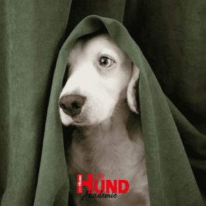 Teilnahme Webtalk »Geräuschangst und Silvester: Was sensiblen Hunden hilft«