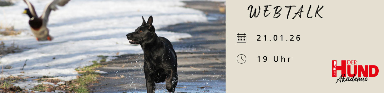 Ein schwarzer Labrador rennt auf teils verschneiter Landschaft einer Ente hinterher; Termininfo: Webtalk 21.01.26