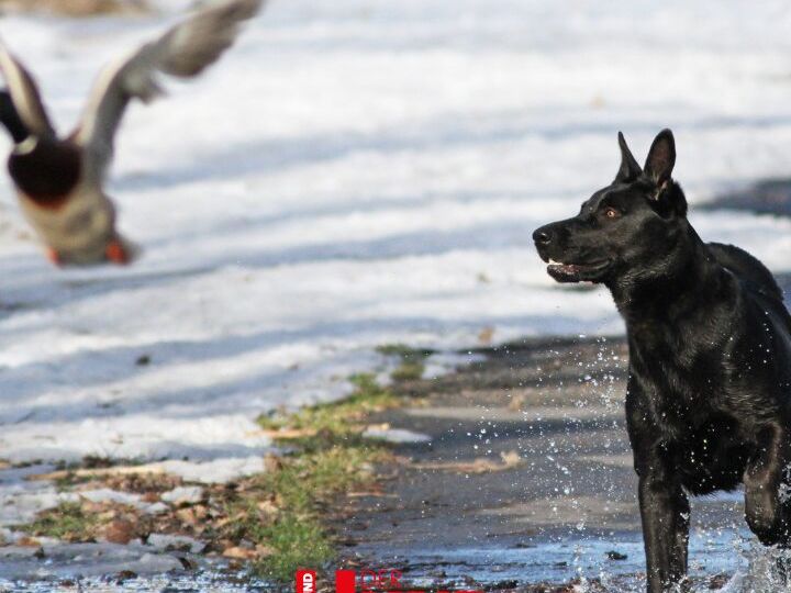 Produktbild Wildgehorsam_720x720