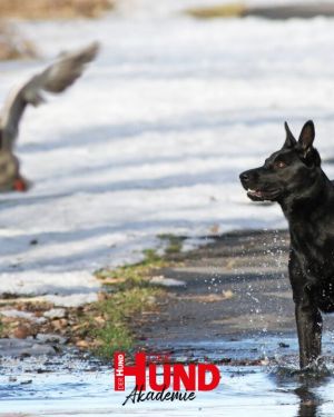 Webtalk “Gehorsam am Wild”