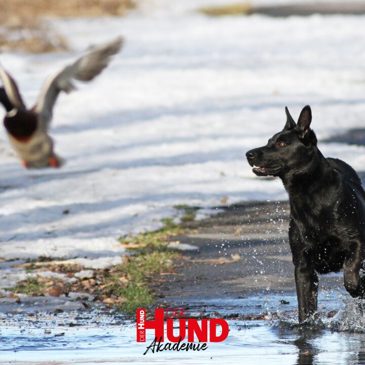 Teilnahme Webtalk »Gehorsam am Wild«