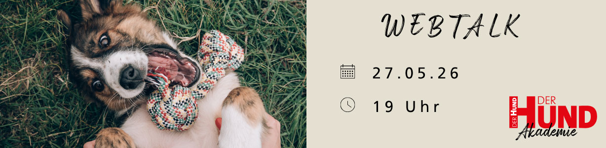 Ein fröhlicher, braun-weißer Hund liegt auf dem Rücken im Gras und spielt mit einem bunten Knotenseil. Er blickt zur Kamera. Unten im Bild befindet sich das Logo „DER HUND Akademie“ in roter und schwarzer Schrift. Die Szene vermittelt Lebensfreude und Spielspaß.