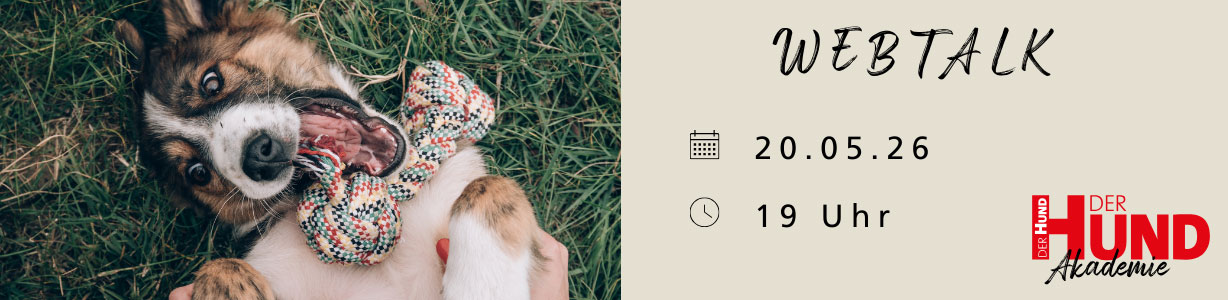 Das Bild ist ein Werbebanner für einen Webtalk der DER HUND Akademie. Links sieht man einen fröhlichen, braun-weißen Hund, der auf dem Rücken im Gras liegt und mit einem bunten Knotenseil spielt. Rechts auf beigem Hintergrund stehen die Veranstaltungsdetails: „WEBTALK“, Datum „20.05.26“, Uhrzeit „19 Uhr“ und das Logo „DER HUND Akademie“. Symbole für Kalender und Uhrzeit unterstreichen die Informationen.