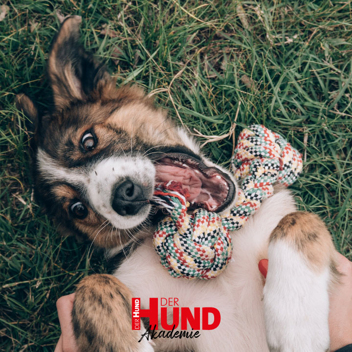 Ein fröhlicher, braun-weißer Hund liegt auf dem Rücken im grünen Gras und spielt ausgelassen mit einem bunten Knotenseil. Das Tier blickt mit großen, aufmerksamen Augen in die Kamera. Unten im Bild befindet sich das Logo „DER HUND Akademie“ in roter und schwarzer Schrift. Die Szene vermittelt Lebensfreude und Spielspaß.