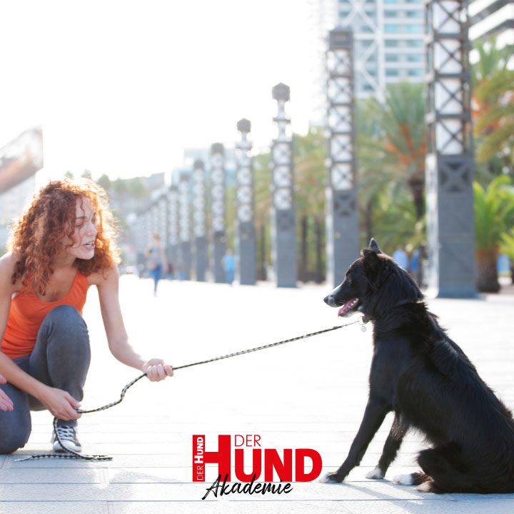 Woman crouching on a sunny boardwalk holds a leash to a black dog during a training session; Der Hund Akademie logo at the bottom side of the image.